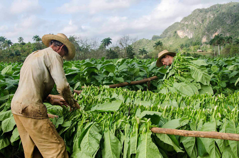 . Cuba tobacco harvest Vinales Luis Alarcon