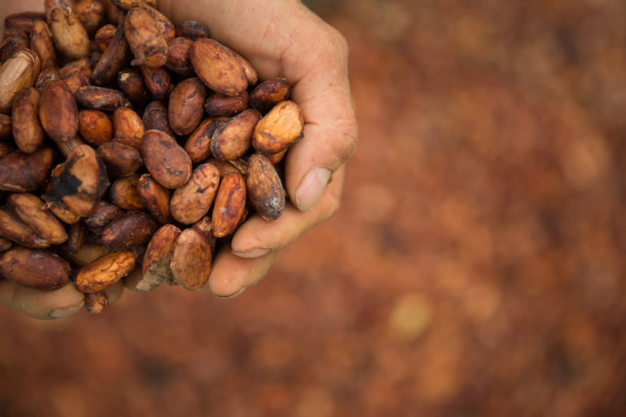 Granja de cacao Sierra Nevada de Santa Marta