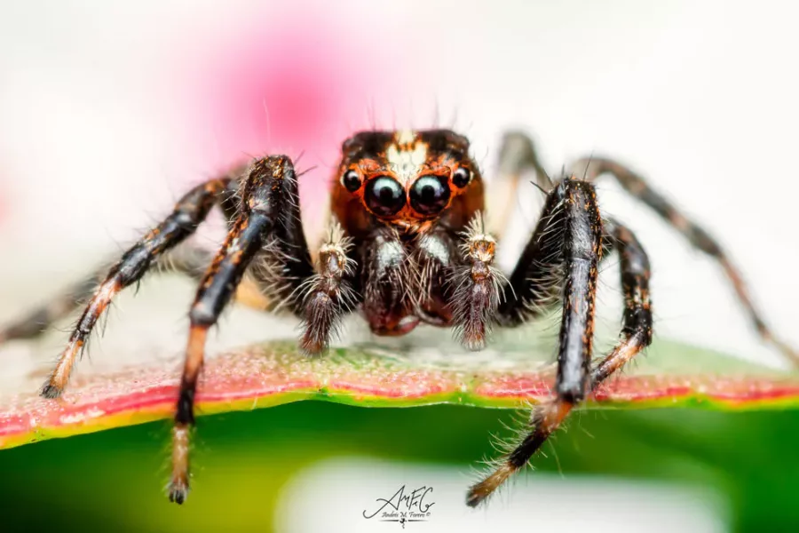 colombia photographer andres mauricio