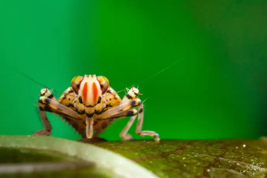 colombia photographer andres mauricio