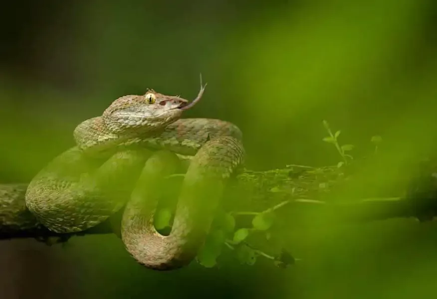 colombia photographer di domenico