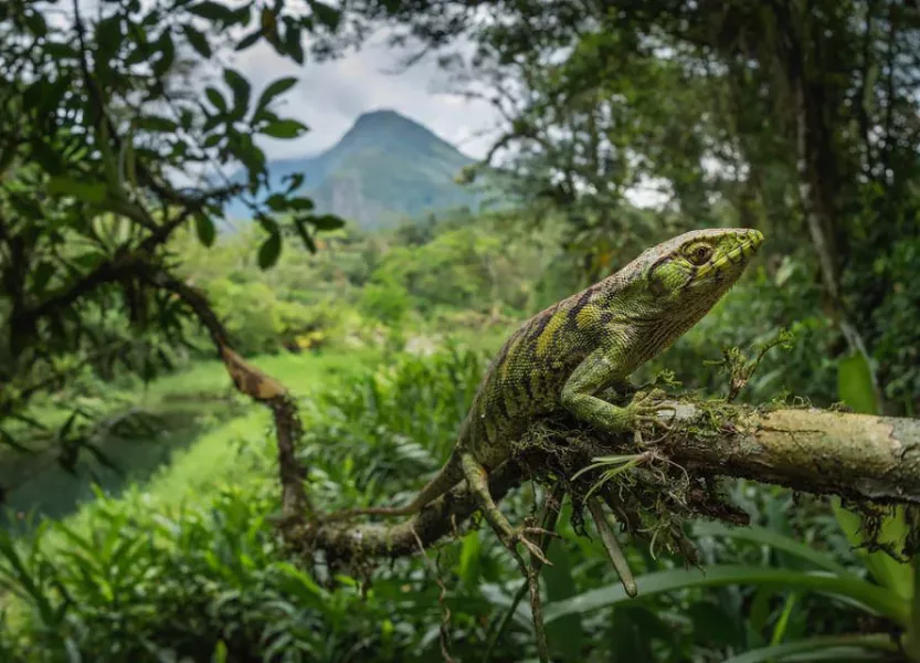 colombia photographer di domenico