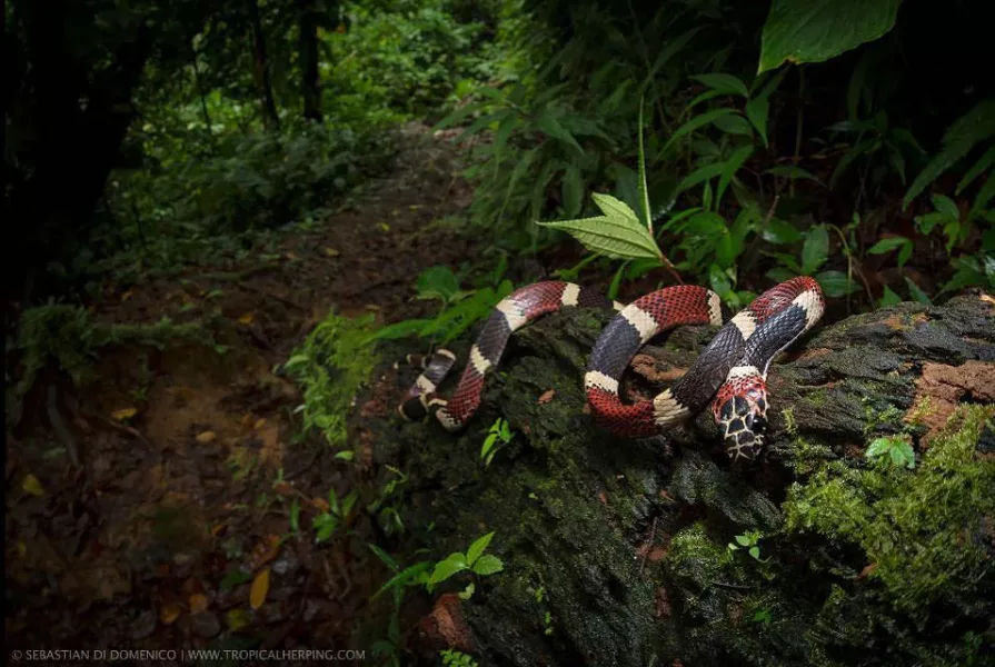 colombia photographer di domenico