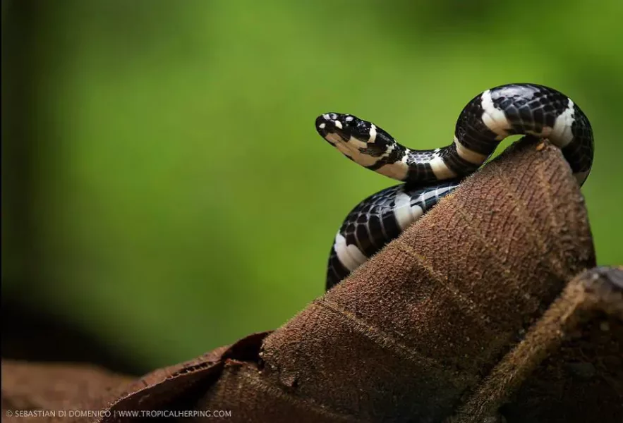 colombia photographer di domenico