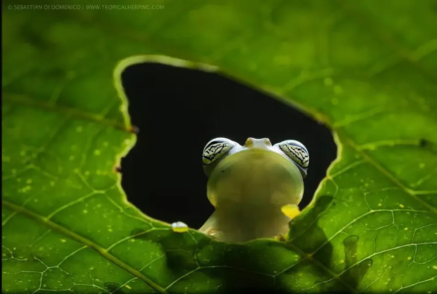 colombia photographer di domenico