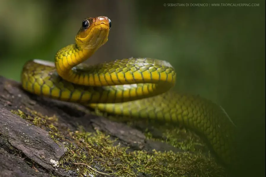 colombia photographer di domenico