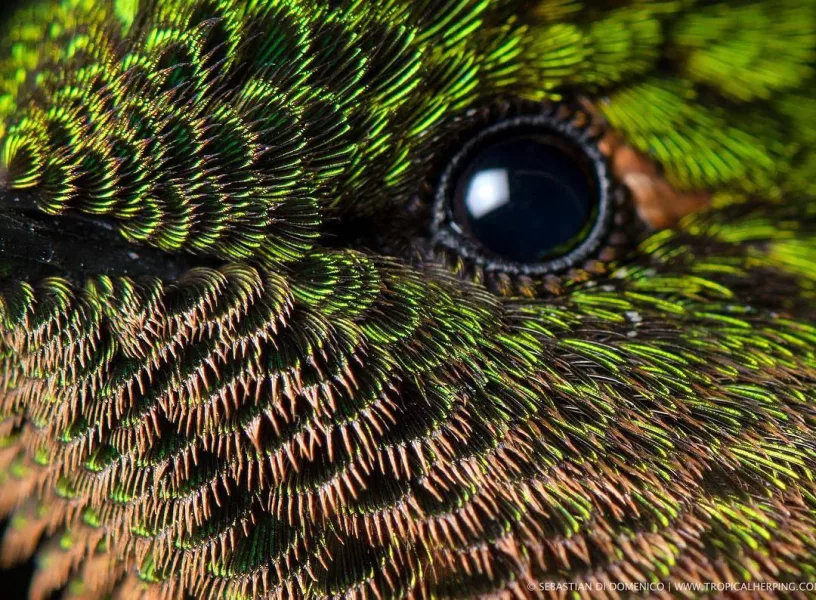 colombia photographer di domenico