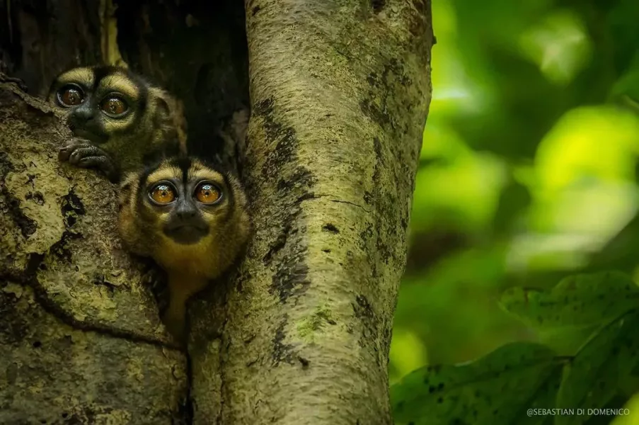 colombia photographer di domenico