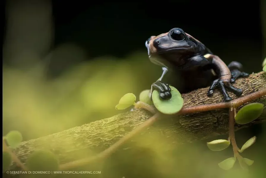 colombia photographer di domenico