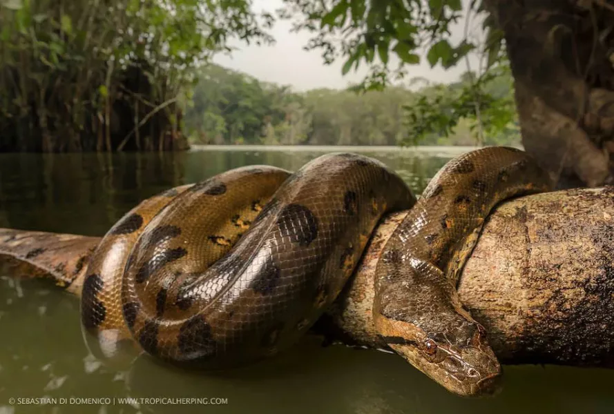 colombia photographer di domenico