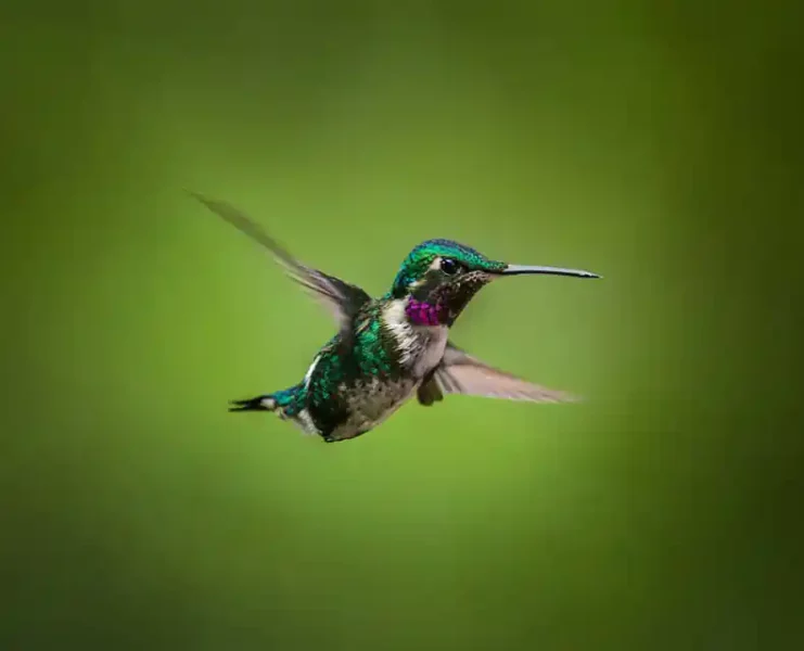 colombia photographer di domenico