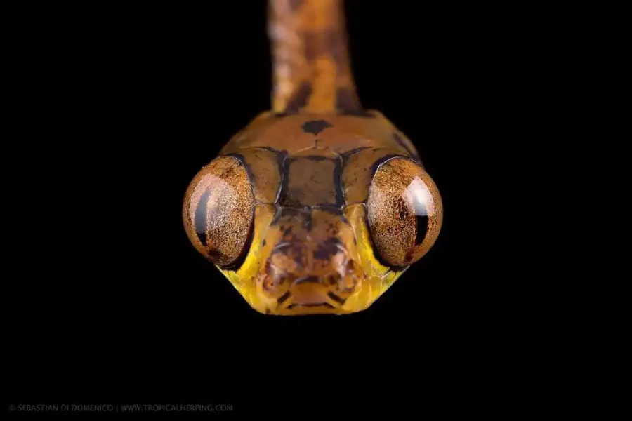 colombia photographer di domenico