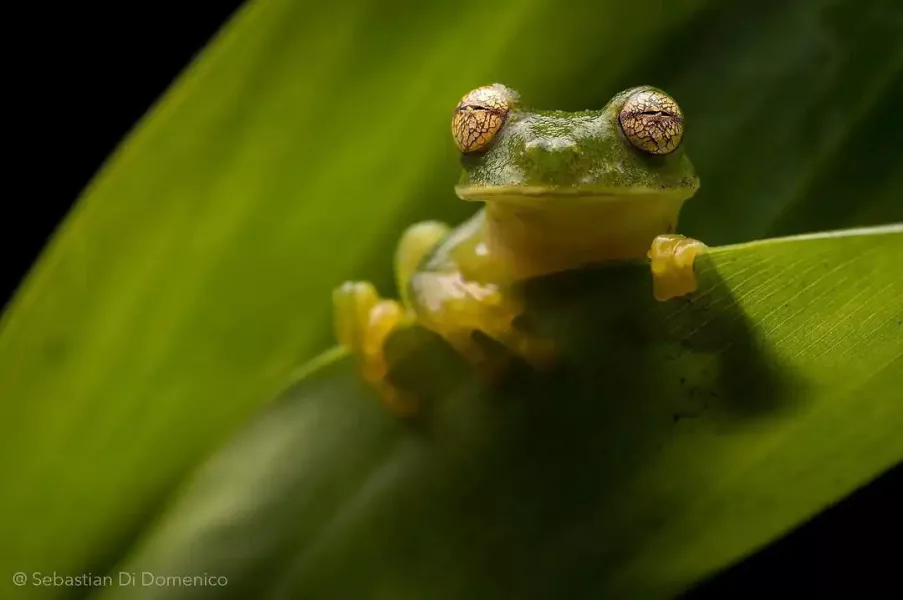 colombia photographer di domenico