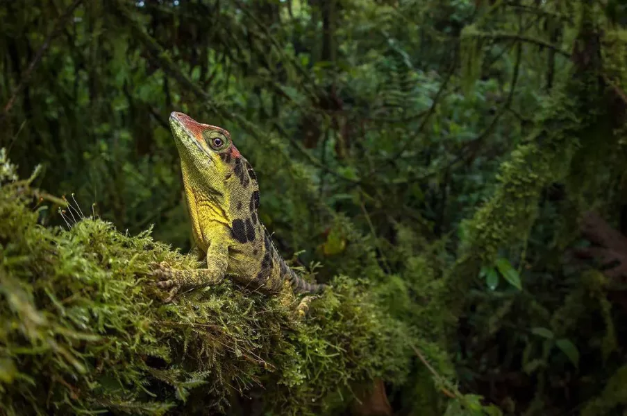 colombia photographer di domenico