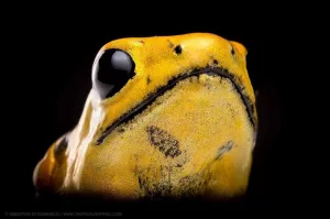 colombia photographer di domenico