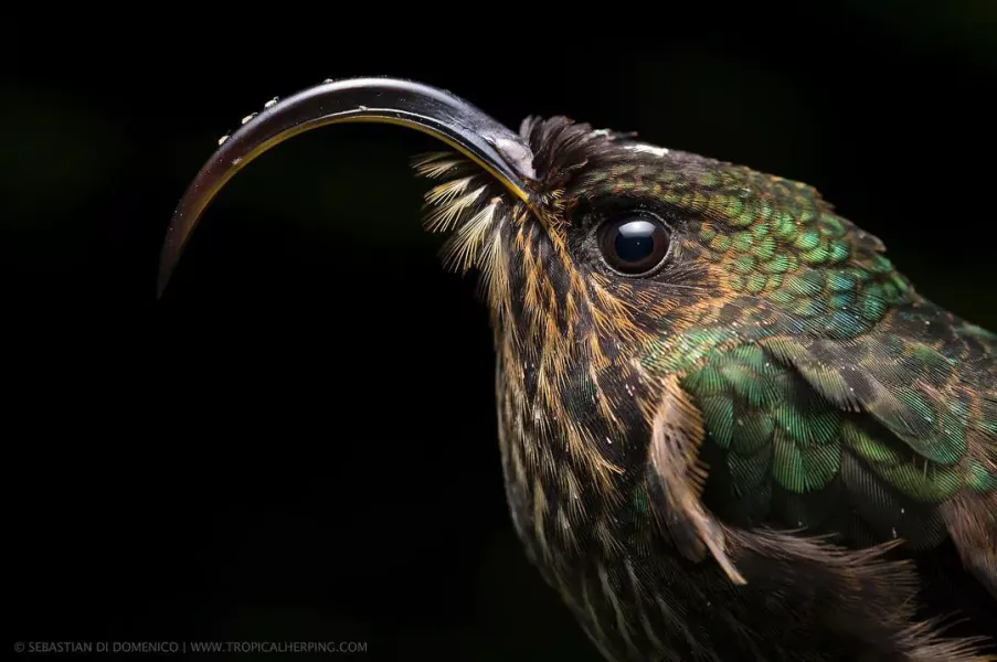 colombia photographer di domenico