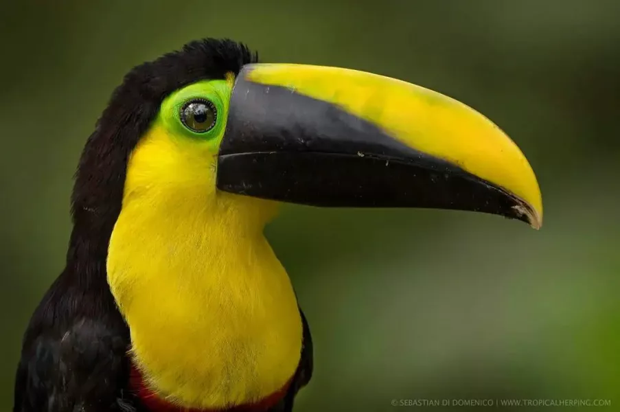 colombia photographer di domenico