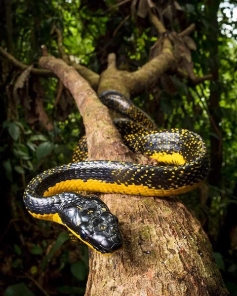 colombia photographer di domenico