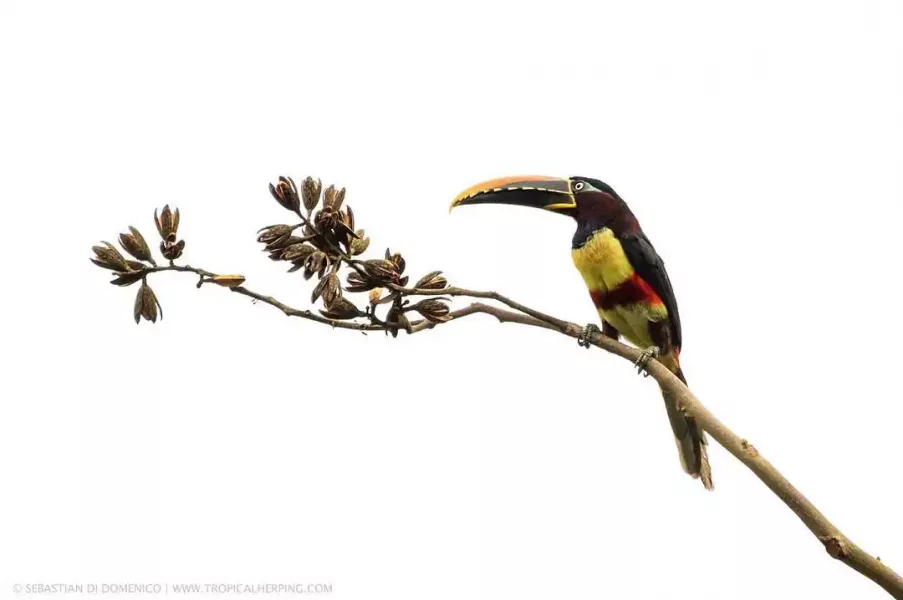 colombia photographer di domenico