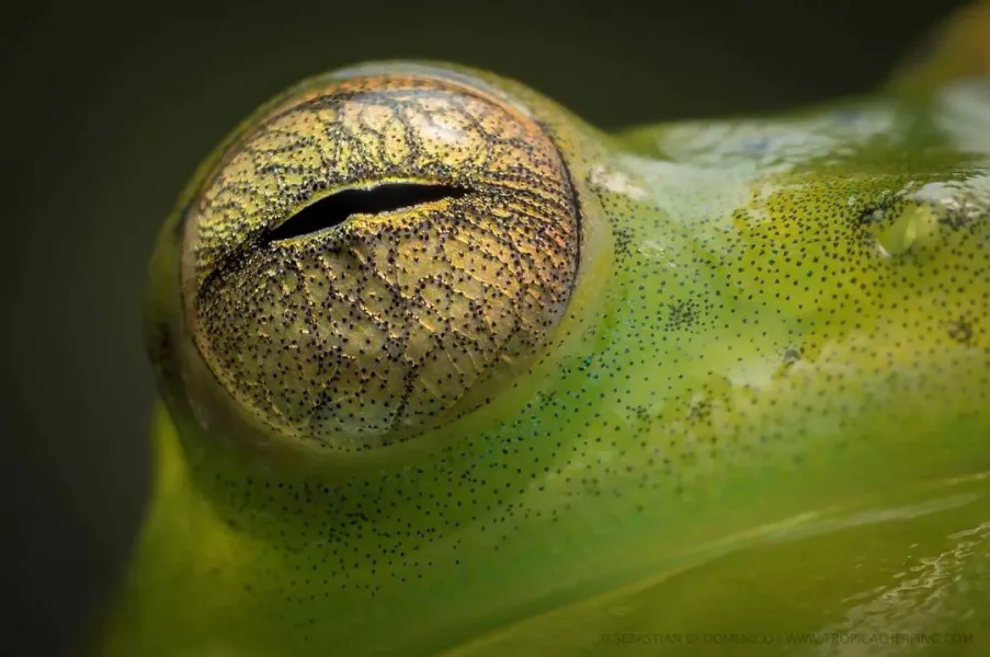 colombia photographer di domenico