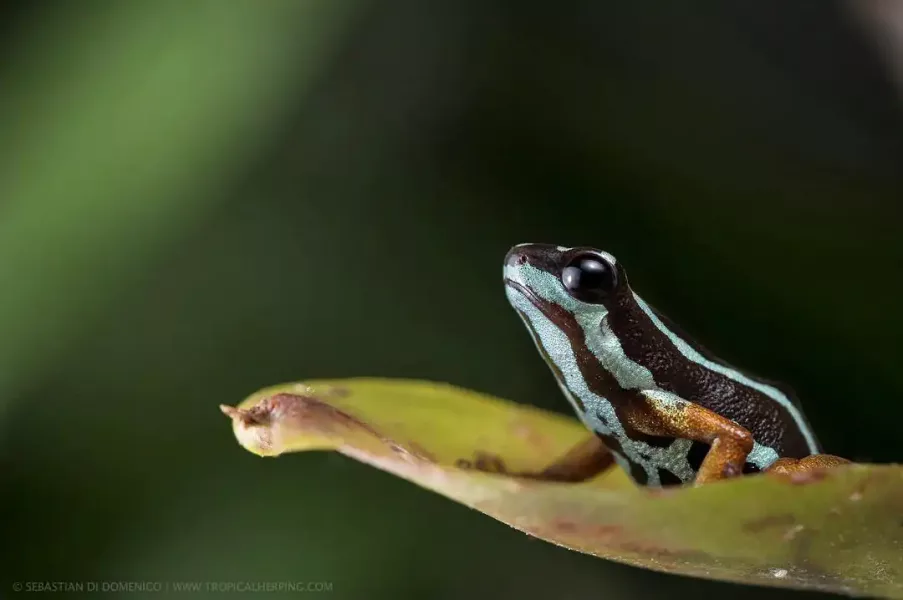 colombia photographer di domenico