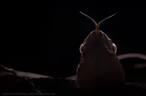 colombia photographer di domenico