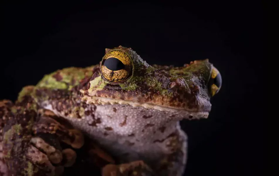 colombia photographer di domenico