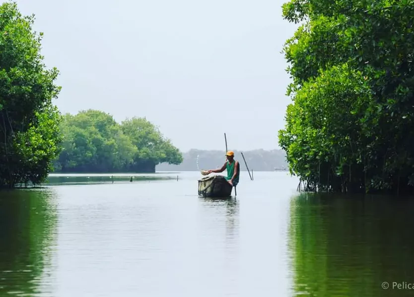 colombia photographer pelicano carlos