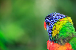 wildlife picture