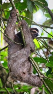 Costa Rica Photo Tour Sloth bennet